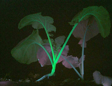 使用XX-15C紫外线灯来进行菌种诱变育种