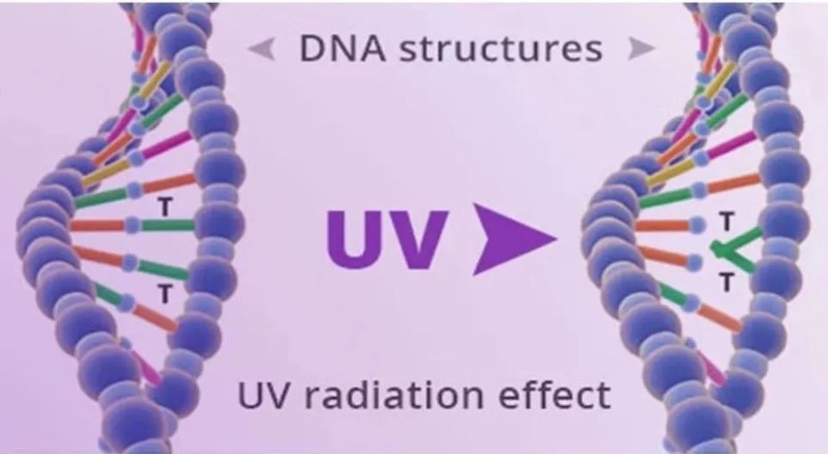 紫外线杀菌原理